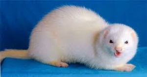 Martha, a ferret with attitude