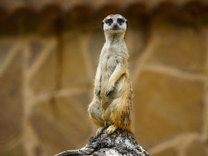 Meerkat, marvelling